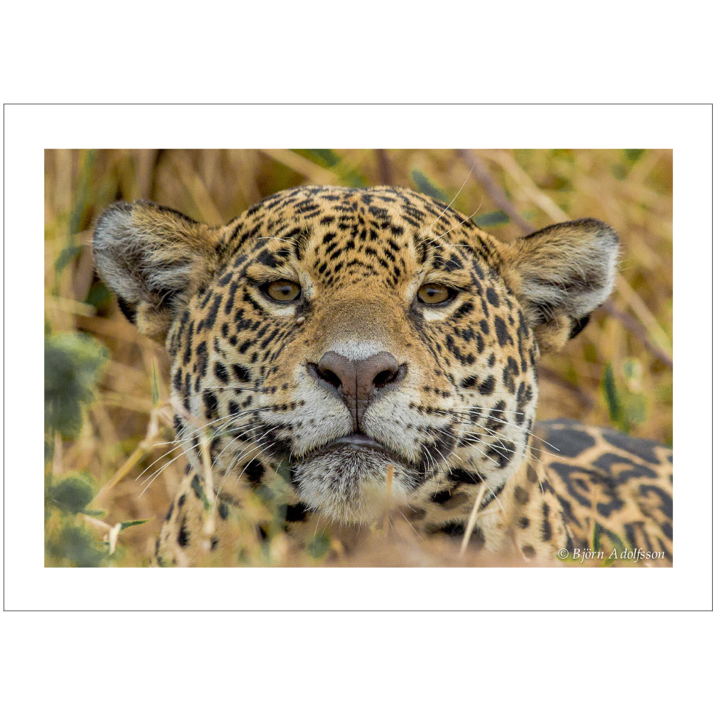 Jaguar on the hunt in Pantanal