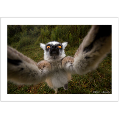 Selfie of a ring tailed lemur